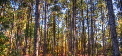 Lacanau : la villa Decons devra être démolie