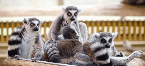 Une nouveauté au Zoo de Pessac !