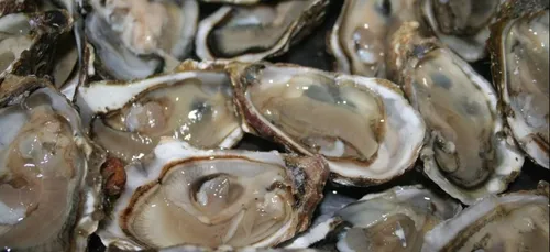 Interdiction de pêcher les coquillages dans le bassin d’Arcachon