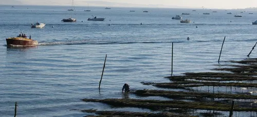Bassin d’Arcachon : les huîtres restent interdites à la consommation