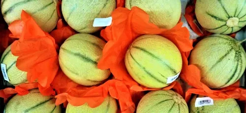 Vie chère : au Japon, deux melons vendus à plus de 25.000 euros