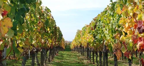 Gros dégâts sur le vignoble bordelais à cause de la grêle