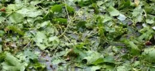 Grêle : les vignerons demandent l’état de catastrophe naturelle