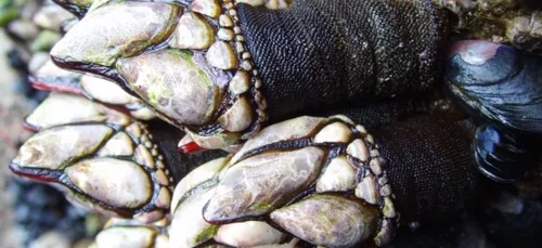 Gironde : saisie record de pouces-pieds