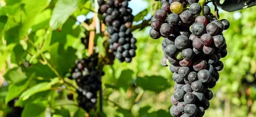 Nouvelle-Aquitaine : la production viticole est en hausse