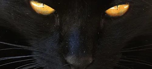 Superstitieux attention : c’est la journée du chat noir !