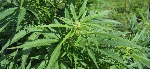 Gironde : saisie de 80 pieds de cannabis