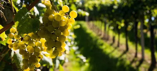 Les vendanges ont commencé en Nouvelle-Aquitaine 