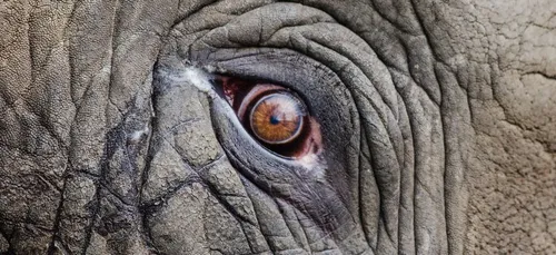 Les rides du front sont un indicateur de votre santé cardiaque