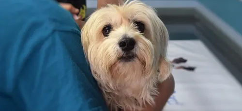 Gironde : une formation pour secourir son animal