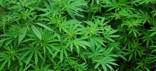 Coca-Cola pourrait lancer des boissons contenant du cannabis