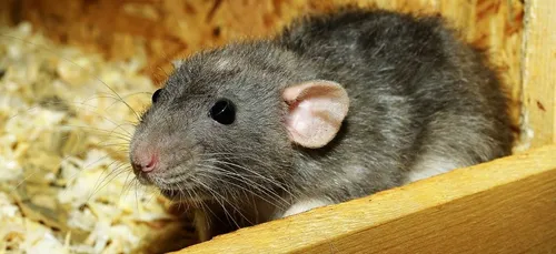 New-York : un rat pris au piège dans le métro inondé émeut les...