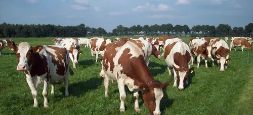 Gironde : des éleveurs face à des militants vegans