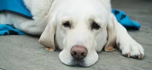 Un malvoyant se fait expulser d’un Monoprix à cause de son chien...