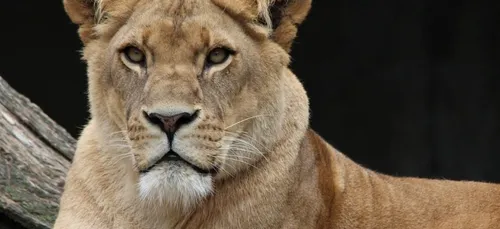 Cirque : une lionne se jette sur une fillette et la défigure (Vidéo)