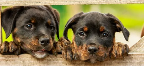 Job de rêve : être payé pour caresser d’adorables chiots