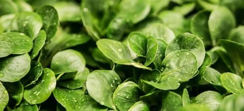 Cet homme fait pousser des salades avec ses poils et son urine !...