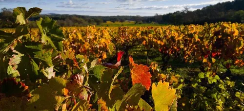 Nouvelle-Aquitaine : le covoiturage fait son arrivée dans le monde...