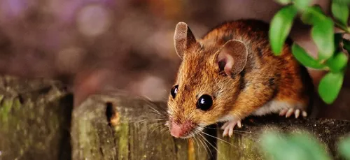 Surprise : elle découvre une souris morte dans son calendrier de...
