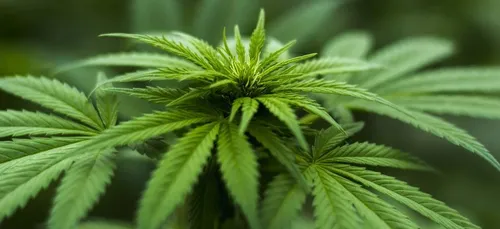 Winabis : le premier vin à base de cannabis (photos)