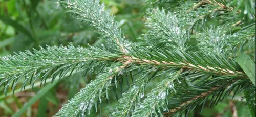 Bordeaux : où déposer votre sapin de Noël après les fêtes ?