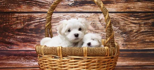 Bientôt un permis obligatoire pour pouvoir adopter un animal de...