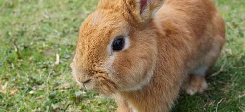 Bordeaux : un rassemblement contre l’extermination des lapins du...