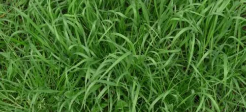 A Reims, un homme nu en train de brouter de l'herbe