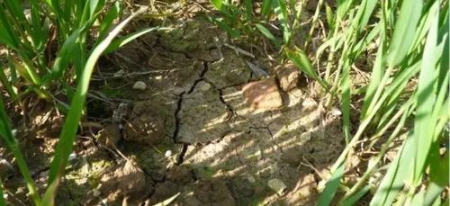 Coup de chaud sur les cultures agricoles de notre région