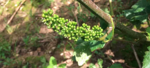 La vendange sera précoce en Champagne