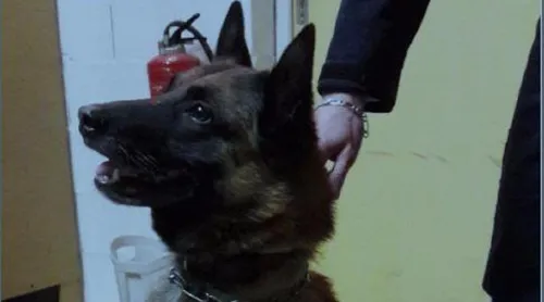 Un chien militaire qui a du flair