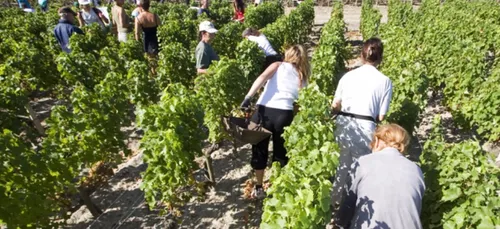 Recrutement pour les vendanges près de Vitry le François