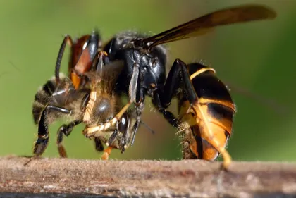Des lycéens attaqués par des frelons