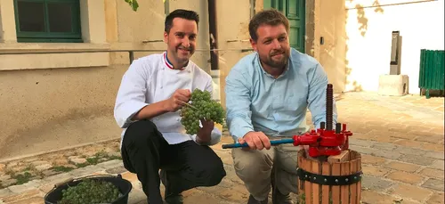 Vendange de la plus vieille vigne