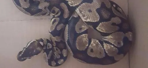 Elle découvre un serpent sur le bord de sa fenêtre