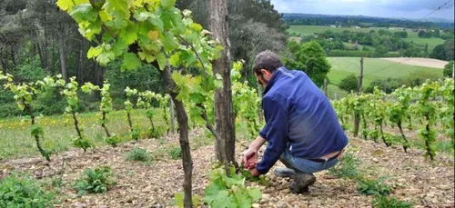 Vigne et agriculture : préparez vos CV !