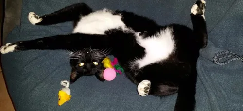 Et vous trouvez chat drôle ?