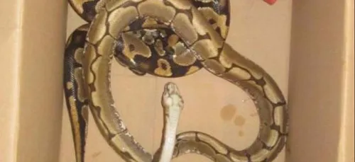 4 Pythons royaux retrouvés dans l'Aube