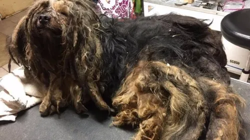 Un chien enfermé dans une cave pendant 5 ans