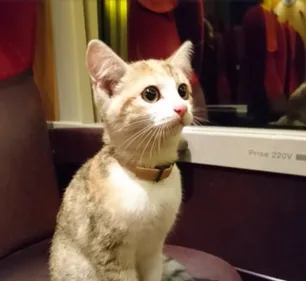 Grâce à un contrôleur SNCF ce chat est rentré chez lui
