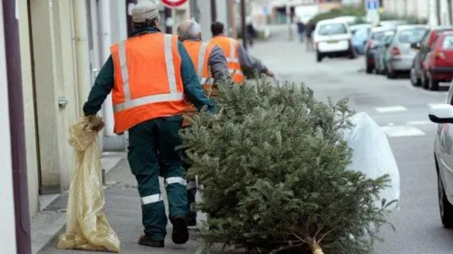 Collecte record de sapins à Troyes