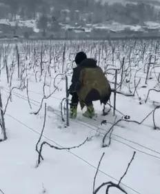 Une nouvelle discipline olympique, la descente dans les vignes