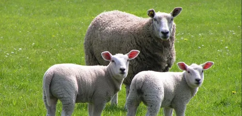 Bientôt une ferme pédagogique à Cormontreuil ?