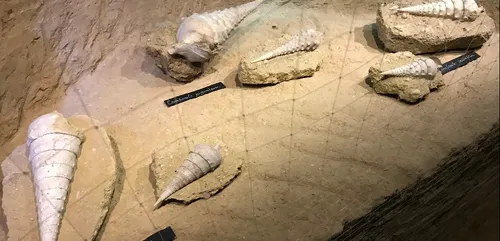 Glissez vous dans la peau d'un paléontologue