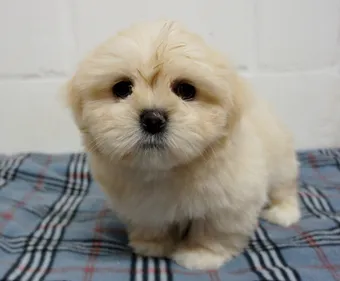 Alerte individu dangereux