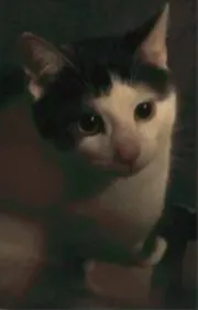 Il retrouve son chat mort dans la rue