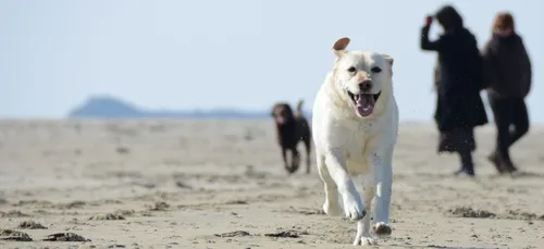 Classement des villes où il fait bon vivre avec un chien