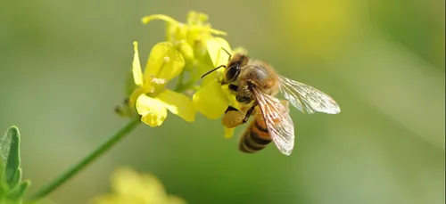 Victoire : Les abeilles sont protégés par la cour européenne.