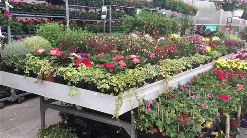 Un mois de mai florissant pour les jardineries de la région !