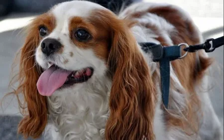 De la prison pour avoir abandonné son chien